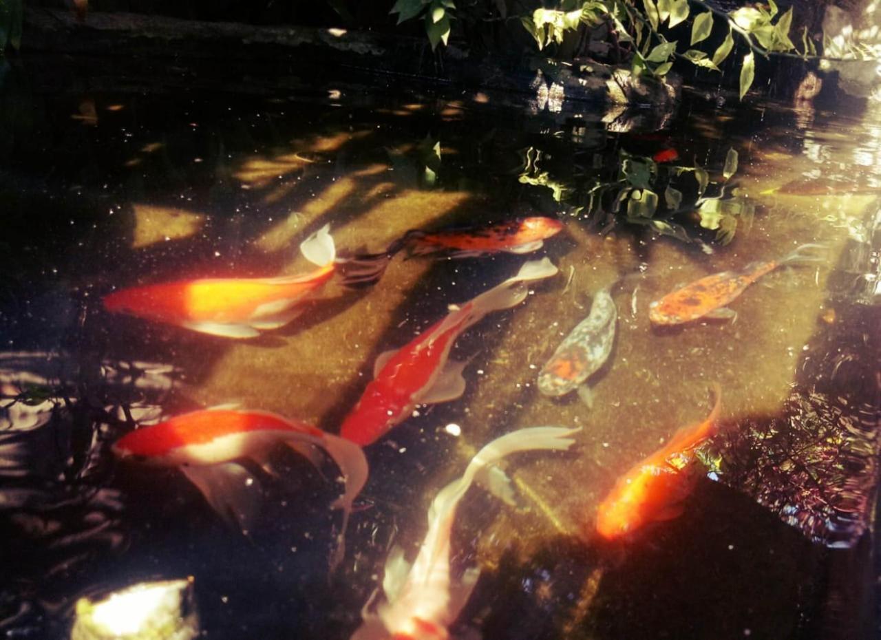 Pondok Ayu Homestay Ubud Dış mekan fotoğraf